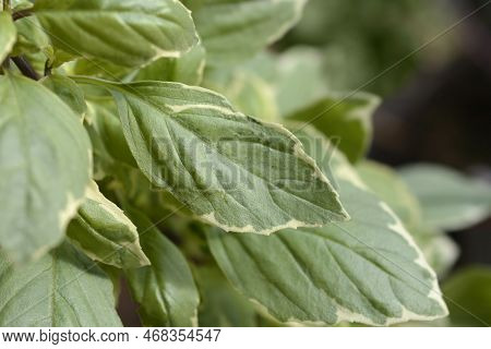 Basil Pesto Perpetuo Variegated Leaves In The Garden