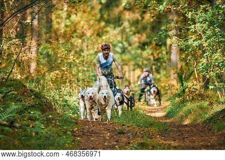 Svetly, Kaliningrad Oblast, Russia - October 2, 2021 - Carting Dog Sports, Energetic Siberian Husky 