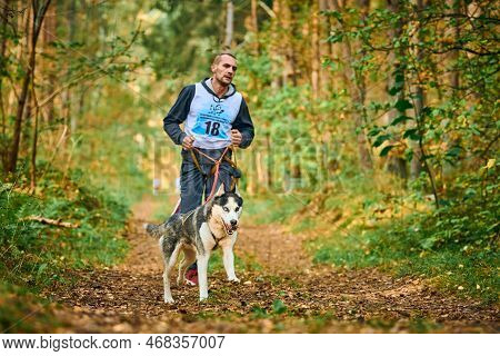 Svetly, Kaliningrad Oblast, Russia - October 2, 2021 - Canicross Exercises, Young Man Running With S