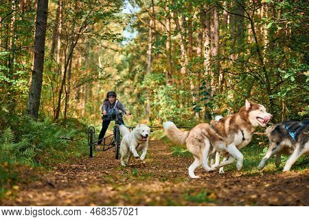 Svetly, Kaliningrad Oblast, Russia - October 2, 2021 - Carting Dog Sports, Active Siberian Husky Dog