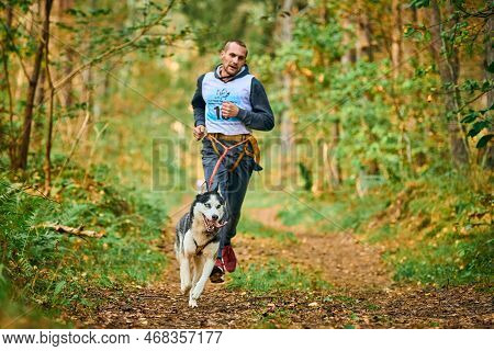 Svetly, Kaliningrad Oblast, Russia - October 2, 2021 - Canicross Exercises, Young Man Running With S
