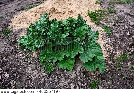 Rhubarb. Rheum. Beautiful Herbal Abstract Background Of Nature. Summer Landscape. Perennial Grass Wi