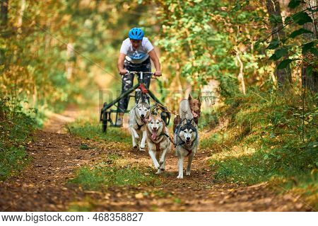 Svetly, Kaliningrad Oblast, Russia - October 2, 2021 - Carting Dog Sports, Active Siberian Husky Dog