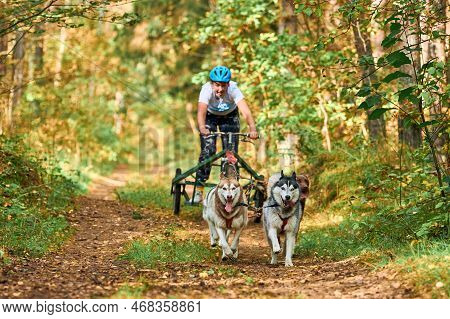 Svetly, Kaliningrad Oblast, Russia - October 2, 2021 - Carting Dog Sports, Active Siberian Husky Dog