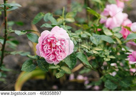 Beautiful Delicate Pink Rose Flowers Mary Rose In The Summer Garden