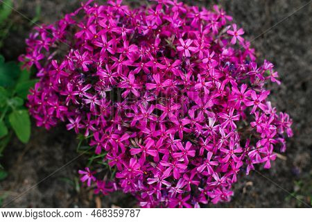 Plant Phlox Awl-shaped. Lots Of Pink Flowers. Summer Nature Background