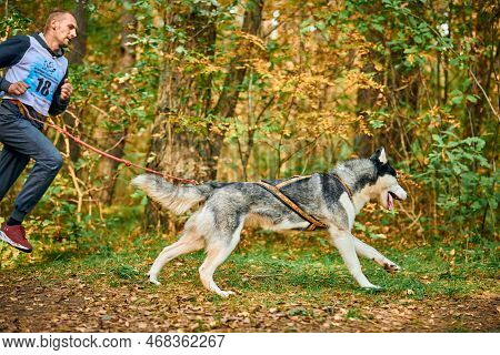 Svetly, Kaliningrad Oblast, Russia - October 2, 2021 - Canicross Exercises, Young Man Running With S