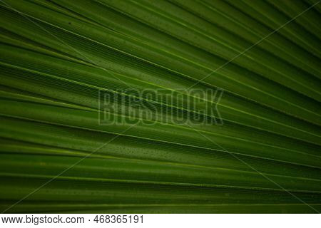 Mostly Blurred Abstract Green Background From A Leaf Of Fan Palm Tree