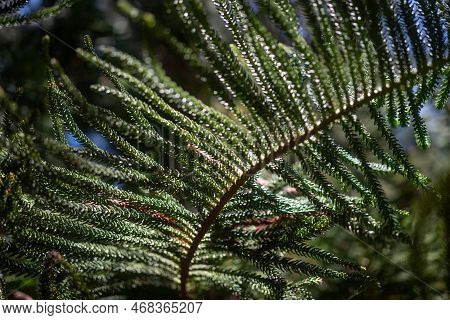Closeup Of Needle-like Leaves Of Araucaria Columnaris Or Cook Pine