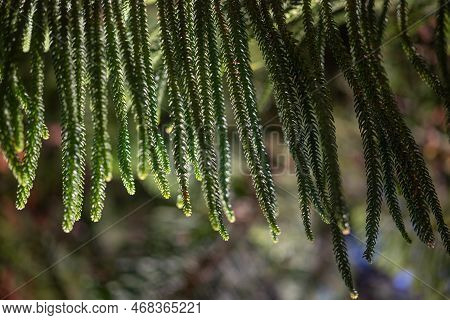 Closeup Of Needle-like Leaves Of Araucaria Columnaris Or Cook Pine
