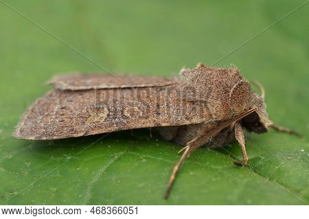 Detailed Closeup On The Square Spot Rustic Moth, Xestia Xanthographa Sitting On A Green Leaf