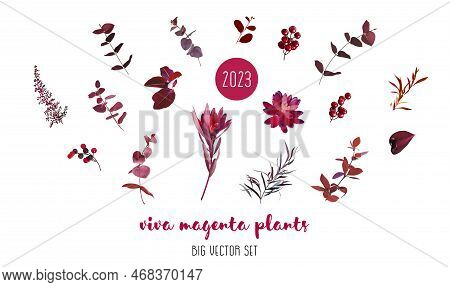 Trendy Magenta Plants Vector Design Big Set. Burgundy Red Eucalyptus, Dark Echeveria Succulent, Red 