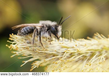 Natural Closeup Of A Male Grey-backed Mining Bee, Andrena Vaga Eating Pollen From Goat Willow , Sali