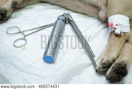 The Laryngoscope Lies On The Table Next To The Pet. Equipment For Inserting A Tube Into The Larynx. 