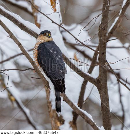 Sharp-shinned Hawk (accipiter Striatus) Perched On A Tree Branch During Winter With Snow.