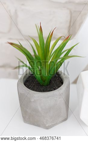 A Green Houseplant From The Aloy Vera Family, Planted In A Gray Vase, Which Fits Well With The Inter
