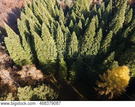 Aerial View Of Old Sequoia Forest Near Village Of Bogoslov, Bulgaria