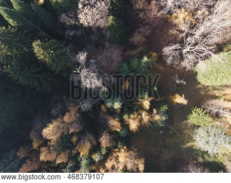 Aerial View Of Old Sequoia Forest Near Village Of Bogoslov, Bulgaria