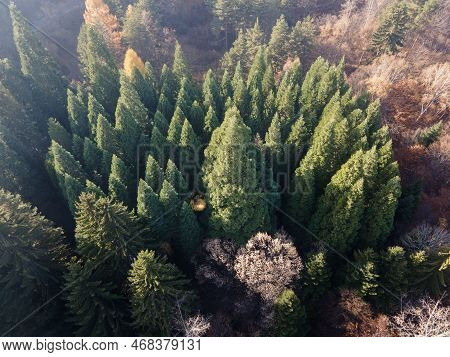 Aerial View Of Old Sequoia Forest Near Village Of Bogoslov, Bulgaria