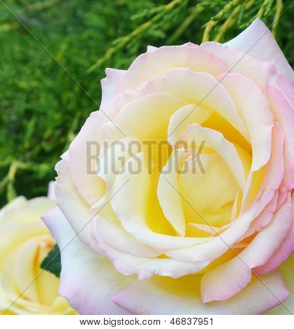 Light-yellow-pink Rose