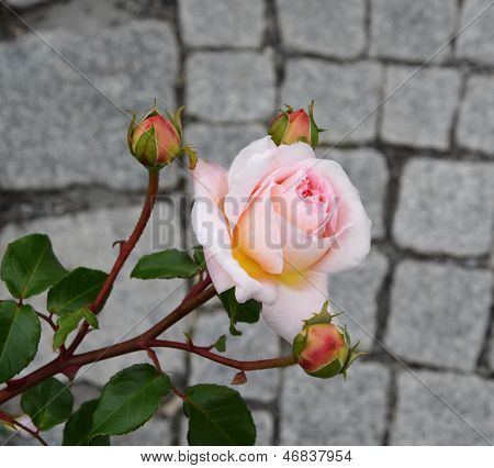 Light Pink Rose