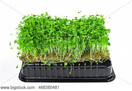 Green Young Sprouts Of Arugula Grown On A Linen Mat For Eating. White Background. Close Up.