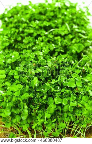 Green Young Sprouts Of Arugula Grown For Eating. Close Up. Foliage Leaf Background.