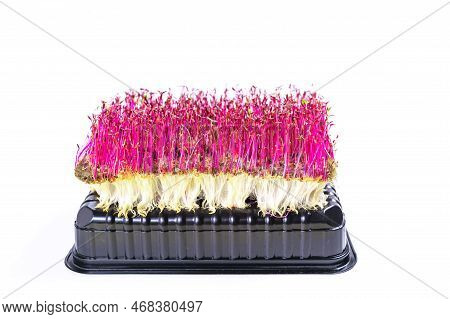 Young Shoots Microgreen Of Amaranth With Large White Roots Grown On A Linen Mat For Eating. Red And