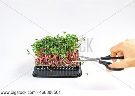 Woman's Hand Cuts Microgreen Of Radish Coral Sprouts With Scissors.  White Background.