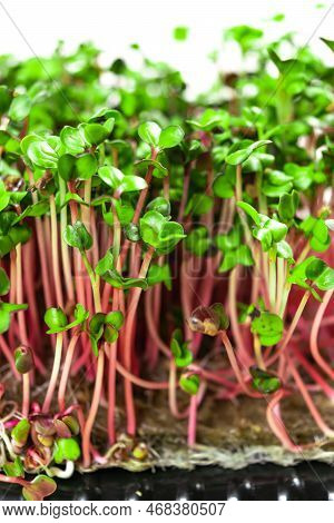 Young Shoots Microgreen Of Radish Coral Grown On A Linen Mat For Eating. Green Leaves And Red Stems