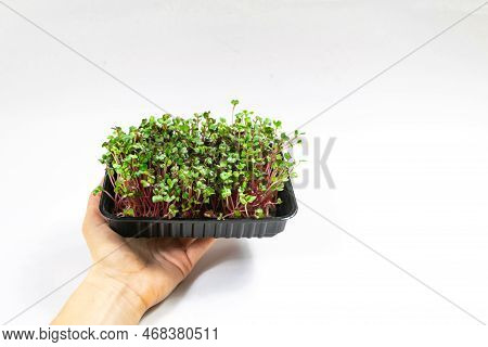 Woman's Hand Holding Container Of Microgreen Of Radish Coral Sprouts. White Background.