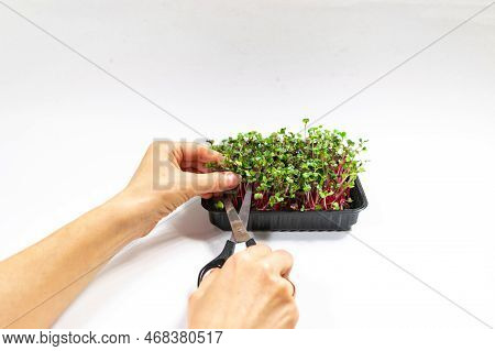 Woman's Hands Cuts Microgreen Of Radish Coral Sprouts With Scissors.  White Background.