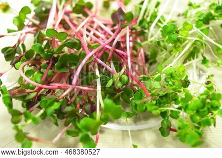 Cut Young Shoots Microgreen Of Red Radish Coral And Green Arugula On In A Glass Transparent Plate. L