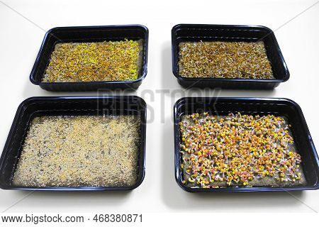 Four Containers With Germinated Seeds. Growing Microgreens. Arugula, Radish Coral, Amaranth And Alfa