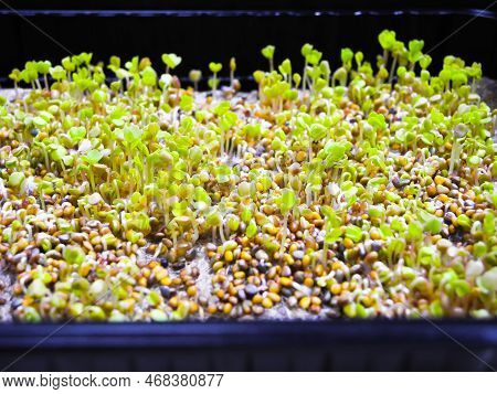Germinated Seeds With Fluffy Micro Roots Of Arugula Close Up. Growing Microgreens.