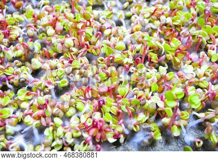 Germinated Seeds With Fluffy Micro Roots Of Radish Coral Close Up. Growing Microgreens.