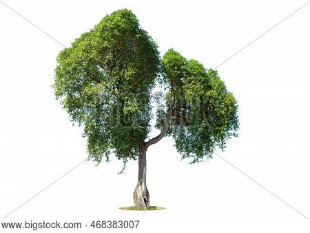 Tree Isolated On White Background High Resolution For Graphic Decoration, Suitable For Both Web And 