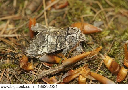 Natural Closeup On White Striped Drymonia Ruficornis, The Lunar Marbled Brown Moth, Sitting On The G