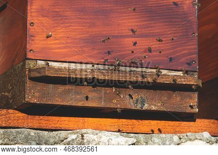 Summer View Of Rural Apiary And Honey Production In Balkan Peninsula Countries, Bee Hive Colony, Swa