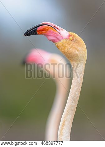 Greater Flamingo (phoenicopterus Roseus) Is The Most Widespread And Largest Species Of The Flamingo 