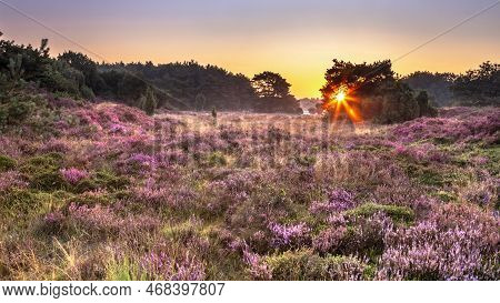 Sunrise Over Blooming Heathland In National Park Dwingelderveld, Drenthe, The Netherlands. Landscape