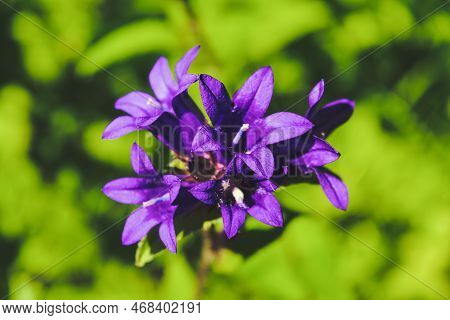 Purple Bell Flower In The Garden, Purple Campanula Glomerata, Purple Bell Flower Macro, Purple Bell 