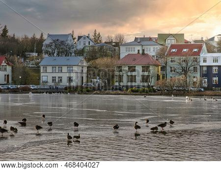 White Swans And Colored Ducks Swimming On City Lake In Rejkjavik, Iceland