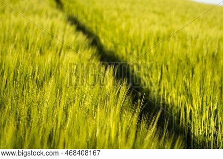 Soft Socus On A Young Barley On A Agricultural Field. Green Unripe Cereals. The Concept Of Agricultu