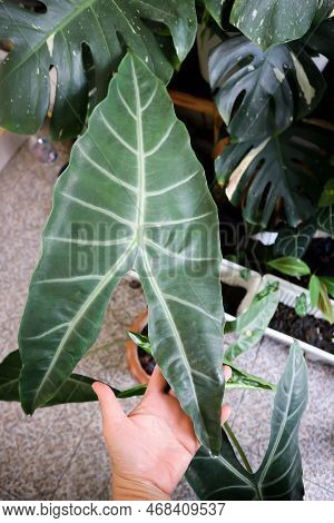 Alocasia Longiloba Miq, Araceae Or Alocasia Longiloba Plant