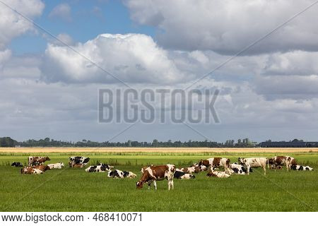 Dutch Countryside In Groningen With Cows And Beautiful Summer Cloudy Sky