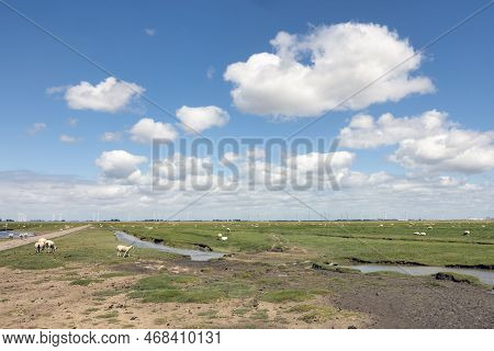 Salt Marsh With Grazing Sheep In Dutch Province Groningen Near Punt Van Reide And Beautiful Cloudy S