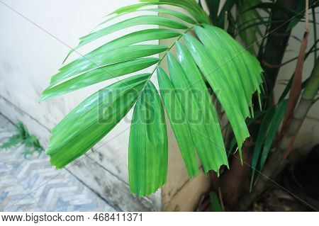 Adonidia Merrillii, Livistona Rotundifolia Or Footstool Palm Or Adonidia Palm Or Christmas Palm Or M