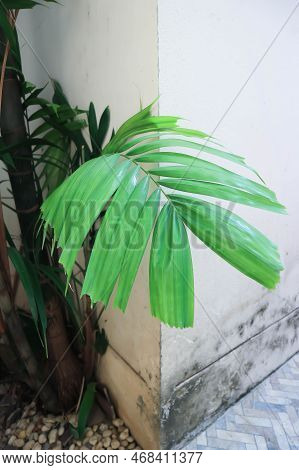 Adonidia Merrillii, Livistona Rotundifolia Or Footstool Palm Or Adonidia Palm Or Christmas Palm Or M