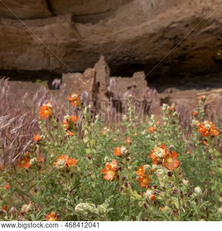 Globemallow Blossoms Below Cliff Dwelling In Mesa Verde National Park